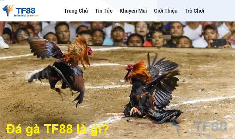 Đá gà TF88 là gì?